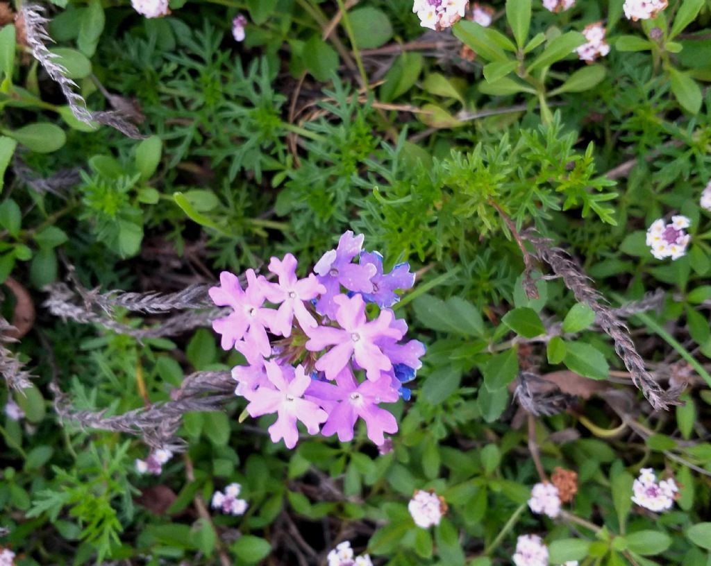 Verbenaceae:  cv di Glandularia aristigera (= Verbena tenuisecta)